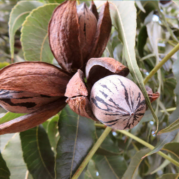 4-5 Ft. - Elliot Pecan Tree - A Bountiful Harvest Of Pecans, Outdoor Plant