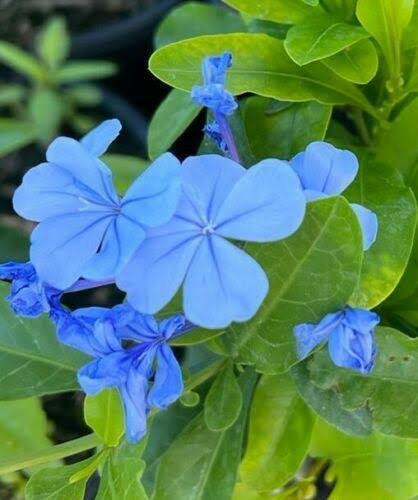 3 Gal. Plumbago Imperial Blue Flowering Shrub With Blue Flowers