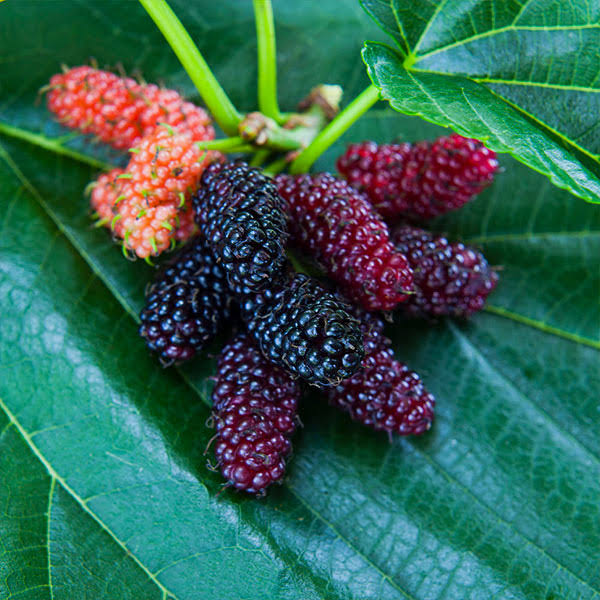 3-4 Ft. - Everbearing Mulberry Tree - Classic Mulberry With Abundant Berries, Outdoor Plant | Brighter Blooms