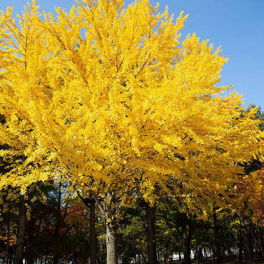 4-5 Ft. - Autumn Gold Ginkgo Tree - California Shade Meets Dazzling Foliage