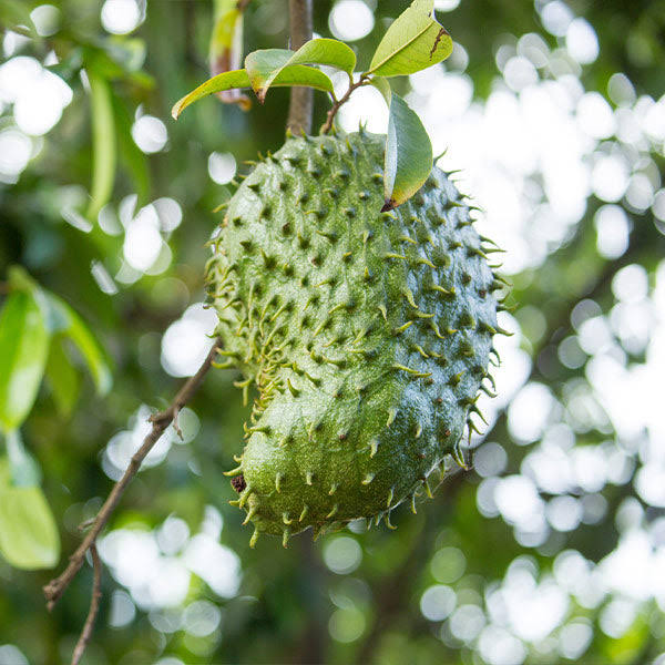 3-4 Ft. - Soursop Guanabana Tree - Grow This Unique Tropical Fruit At Home, Outdoor Plant | Brighter Blooms