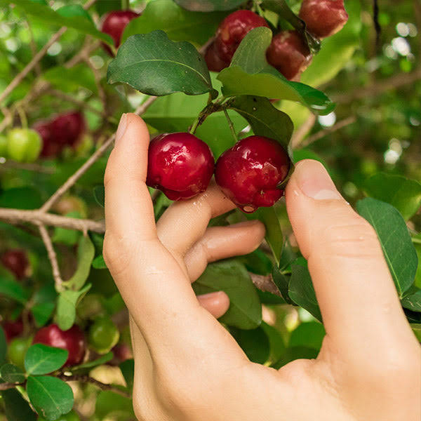 2-3 Ft. - Barbados (Acerola) Cherry - The Cherry That Packs A Vitamin C Punch, Outdoor Plant